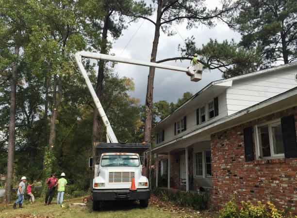 Best Tree Trimming and Pruning  in Glassport, PA